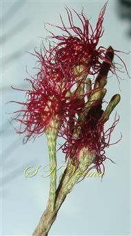  Female Inflorescences